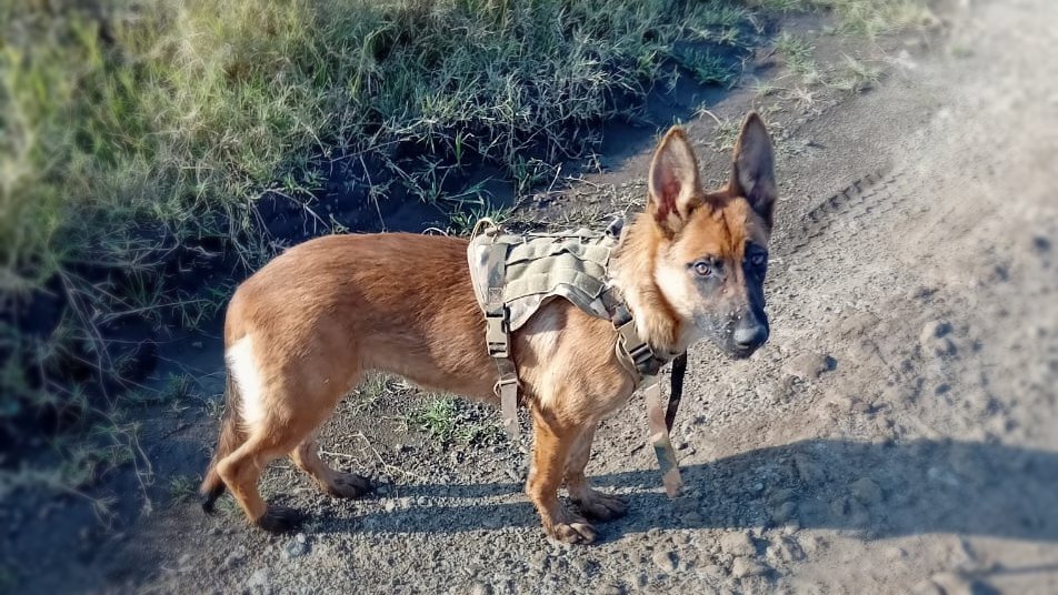Dog Hero Image 4